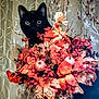 black_cat, cat, flower_arrangement, autumn, fall, pumpkins, decor, indoor, curtains, vase, leaves, orange, red, brown, still_life, animal, pet, eyes, nature, seasonal