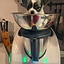 Voltaire participe au concours pour gagner de l'argent avec cette photo : puppy, dog, kitchen, appliance, metal_bowl, countertop, knife_block, utensils, curious, small_dog, indoor, pet, thermomix, cute, white_and_black, reflection, household, closeup, domestic_animal, food_preparation