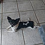 Voltaire a rejoint le concours — aidez-le/la à gagner de superbes lots ! dog, black_and_white, small_dog, lying_down, floor, tile_floor, ears, curious, pet, animal, indoor, cute, fur, looking, resting, companion, domestic, canine, relaxed, home
