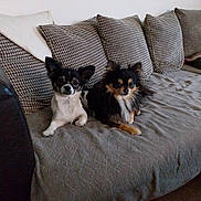 Voltaire participe au concours pour gagner de l'argent avec cette photo : dog, chihuahua, pet, couch, sofa, indoor, animal, small_dog, fur, ears, cute, companion, resting, living_room, home, domestic, two_animals, sitting, canine, cozy