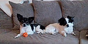 Voltaire a rejoint le concours — aidez-le/la à gagner de superbes lots ! dog, black_and_white, couch, pillows, indoor, pet, small_dog, orange_ball, relaxed, animal, companion, cute, furniture, domestic, laying_down, two_dogs, looking, cozy, home, resting