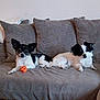 dog, black_and_white, couch, pillows, indoor, pet, small_dog, orange_ball, relaxed, animal, companion, cute, furniture, domestic, laying_down, two_dogs, looking, cozy, home, resting