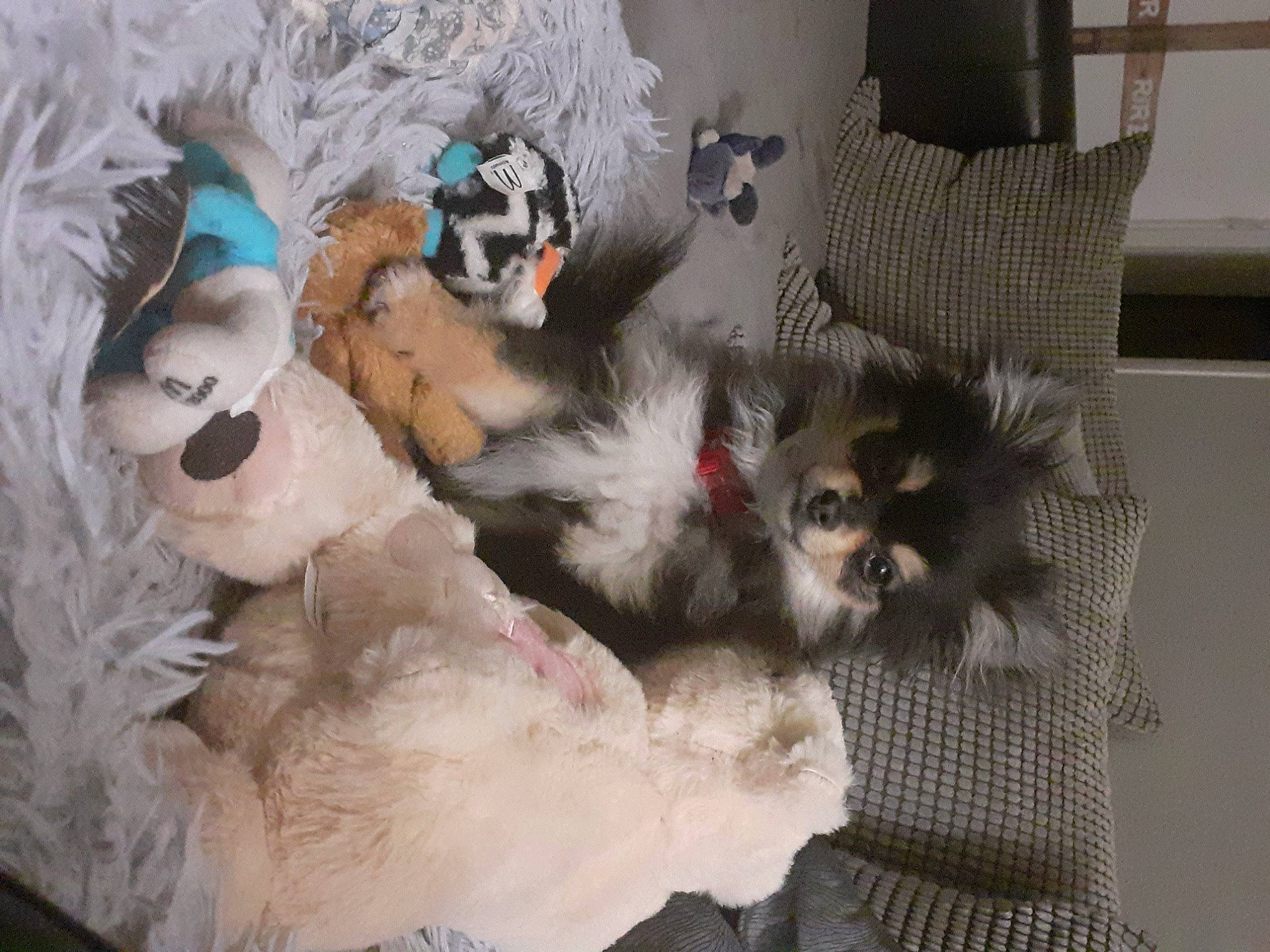 Angel participe au concours pour gagner de l'argent avec cette photo : canidae, carnivore, comfort, companion_dog, dog_breed, fawn, felidae, fur, fur_clothing, grey, paw, plush, room, small_to_medium_sized_cats, sporting_group, stuffed_toy, tail, textile, toy, whiskers