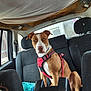 Vasco a rejoint le concours — aidez-le/la à gagner de superbes lots ! dog, canine, pet, car_interior, car_seat, harness, brown, white, sitting, back_seat, window, seatbelt, leash, animal, indoor, attention, calm, vehicle, transport, companion