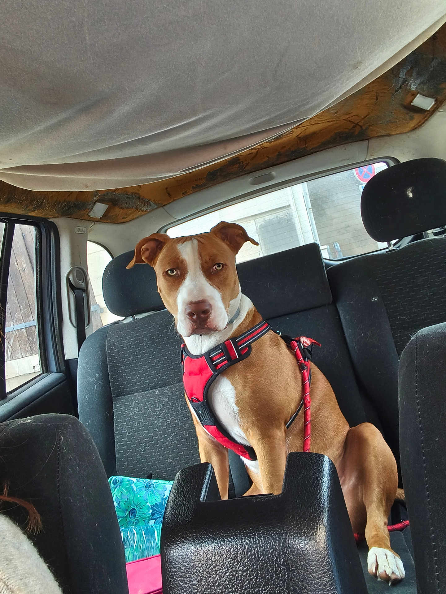 Vasco a rejoint le concours — aidez-le/la à gagner de superbes lots ! dog, canine, pet, car_interior, car_seat, harness, brown, white, sitting, back_seat, window, seatbelt, leash, animal, indoor, attention, calm, vehicle, transport, companion
