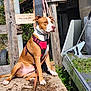 Vasco participe au concours pour gagner de l'argent avec cette photo : dog, brown_dog, red_harness, outdoor, sunlight, wooden_platform, rustic, greenery, leash, weathered_wood, sitting, pet, canine, nature, sunny_day, animal, fur, ears, snout, quiet