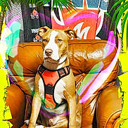 Vasco a rejoint le concours — aidez-le/la à gagner de superbes lots ! dog, leather_chair, orange_harness, indoor, graffiti, wall_art, green_leaves, palm_leaves, heart_glow, brown_dog, white_paws, seated, portrait, colorful, vibrant, pet, animal, furniture, decor, casual