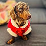 animal, blurred_background, brown_dog, canine, couch, cozy, cute, dachshund, dog, domestic_animal, festive, furry, holiday_sweater, indoor, looking_away, pet, portrait, red_sweater, sitting, small_dog
