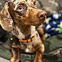 animal, blanket, blue_eyes, brown, close_up, collar, cute, dachshund, dog, domestic_animal, fur, indoor, looking_away, paw, pet, portrait, resting, soft_focus, speckled_coat, tan