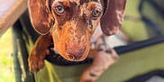 Aïka a rejoint le concours — aidez-le/la à gagner de superbes lots ! animal, brown_spotted_coat, canine, close_up, companion, curious, dachshund, dog, ears, eyes, floppy_ears, muzzle, nose, outdoor, pet, pet_carrier, puppy, snout, soft_focus, young_dog