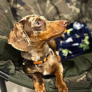 Aïka participe au concours pour gagner de l'argent avec cette photo : animal, brown, canine, chair, collar, cute, dachshund, dappled, dog, domestic, ears, fur, furniture, indoor, looking_up, nose, paw, pet, portrait, relaxed