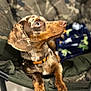 animal, brown, canine, chair, collar, cute, dachshund, dappled, dog, domestic, ears, fur, furniture, indoor, looking_up, nose, paw, pet, portrait, relaxed