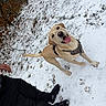 action_shot, animal_portrait, autumn_leaves, black_clothing, boots, dog, forest, golden_retriever, happy, harness, leash, open_mouth, outdoors, paw_prints, person, playful, snow, tilted_head, tongue_out, winter