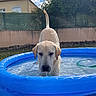 Vasko a rejoint le concours — aidez-le/la à gagner de superbes lots ! animal, backyard, black_nose, blue_pool, cloudy_sky, dog, fence, floppy_ears, garden, golden_coat, house, outdoor, pet, pool, portrait, puppy, summer, swimming, water, wet