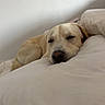 animal, bed, bedroom, blanket, canine, close_up, cozy, cream_colored, dog, indoors, peaceful, pet, pillow, portrait, relaxed, resting, sleeping, soft_lighting, white_bedding, yellow_dog