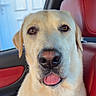 animal, brown_eyes, car, car_interior, close_up, cream_coat, dog, floppy_ears, friendly, furry, happy, indoor, labrador, leather_seat, pet, portrait, red_seat, sitting, tongue_out, yellow_labrador