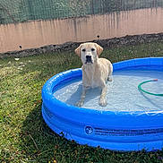 Vasko a rejoint le concours — aidez-le/la à gagner de superbes lots ! animal, backyard, dog, fence, garden, garden_hose, golden_retriever, grass, house, outdoor, pet, playful, portrait, puppy, sitting, summer, sunlight, swimming_pool, water, wet_dog