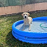animal, backyard, dog, fence, garden, garden_hose, golden_retriever, grass, house, outdoor, pet, playful, portrait, puppy, sitting, summer, sunlight, swimming_pool, water, wet_dog