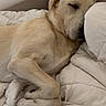 animal, armchair, bed, bedding, blanket, cozy, cream_colored, curled_up, dog, home_decor, indoors, nap, peaceful, pet, pillow, portrait, relaxed, resting, short_hair, sleeping