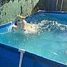 Vasko participe au concours pour gagner de l'argent avec cette photo : action, animal, backyard, canine, dog, fence, garden, greenery, outdoor, playful, pool, portrait, puppy, recreation, splashing, summer, sunlight, swimming, water, wet