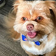 Dude joined the competition — help win amazing prizes! dog, bow_tie, happy, tongue_out, fluffy, pet, small_dog, brown_fur, white_fur, indoor, flooring, paw, cute, animal, companion, playful, tail, looking_up, domestic, smiling