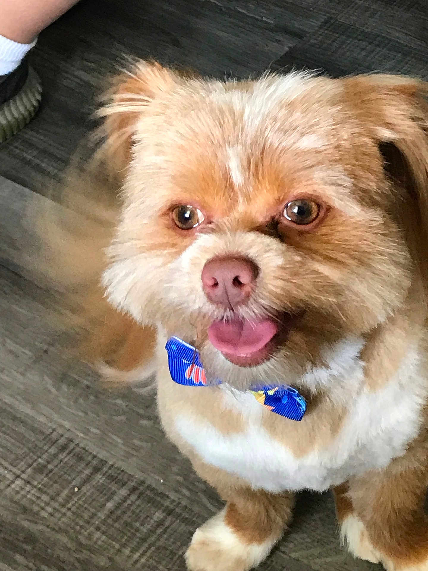 Dude joined the competition — help win amazing prizes! dog, bow_tie, happy, tongue_out, fluffy, pet, small_dog, brown_fur, white_fur, indoor, flooring, paw, cute, animal, companion, playful, tail, looking_up, domestic, smiling