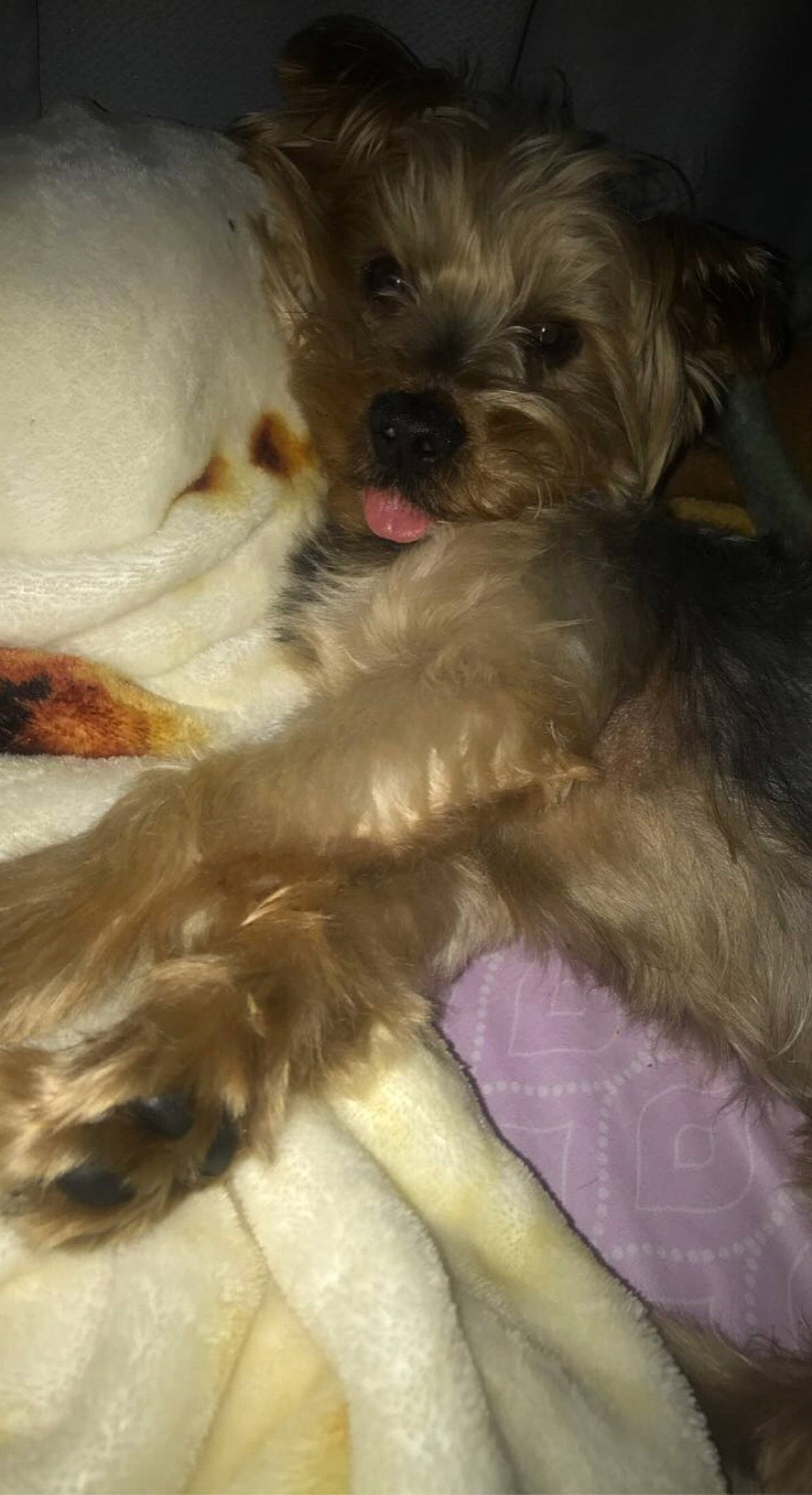 Jackson joined the competition — help win amazing prizes! biewer_terrier, carnivore, cockapoo, companion_dog, dog, dog_breed, dog_supply, fur, liver, mal_shi, paw, poodle_crossbreed, puppy_love, shih_poo, small_terrier, terrier, toy_dog, working_animal, yorkipoo