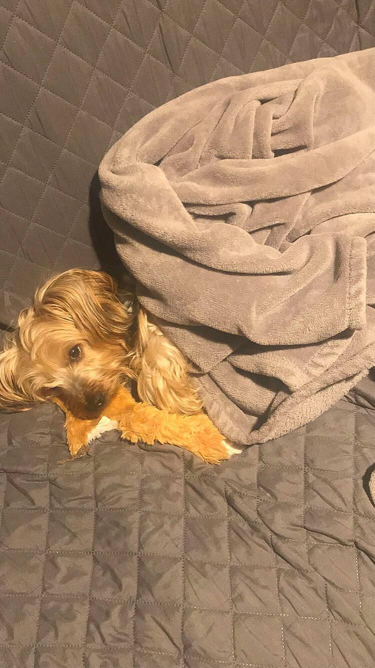 Jackson is registered to the contest to win money with this photo: carnivore, comfort, companion_dog, dog, dog_breed, dog_clothes, dog_supply, fawn, flooring, fur, linens, liver, small_terrier, terrier, tints_and_shades, toy_dog, wood, working_animal, wrinkle