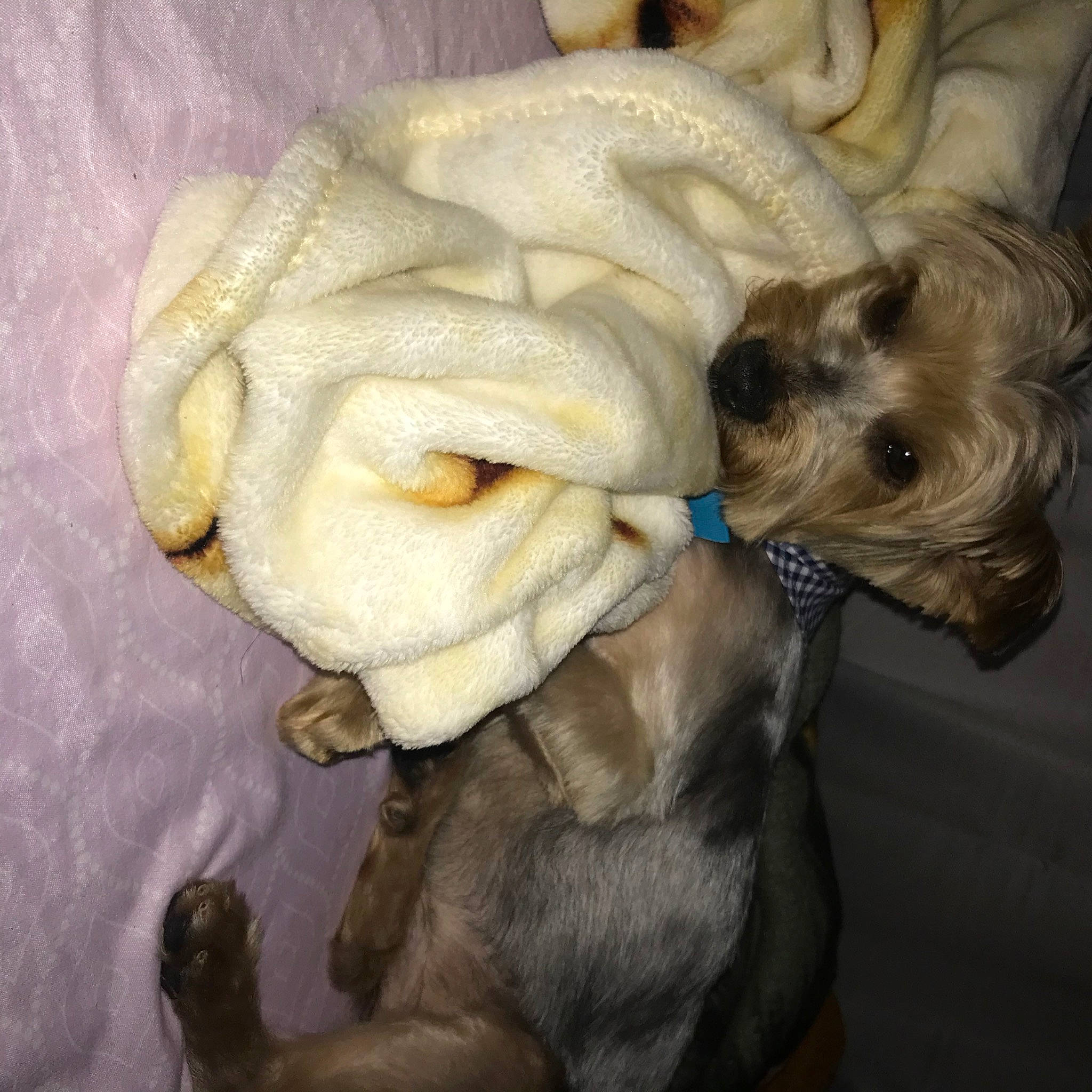 Jackson is registered to the contest to win money with this photo: canidae, carnivore, collar, companion_dog, dog, dog_breed, dog_clothes, dog_collar, dog_supply, fawn, felidae, fur, schnauzer, snout, sporting_group, tail, terrier, toy_dog, working_animal, wrinkle