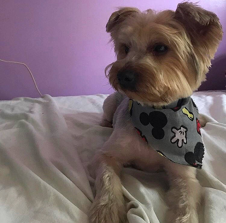 Jackson joined the competition — help win amazing prizes! bow_tie, canidae, carnivore, collar, companion_dog, dog, dog_breed, dog_clothes, dog_collar, dog_supply, fawn, linens, liver, pet_supply, small_terrier, snout, sporting_group, terrier, toy_dog, working_animal