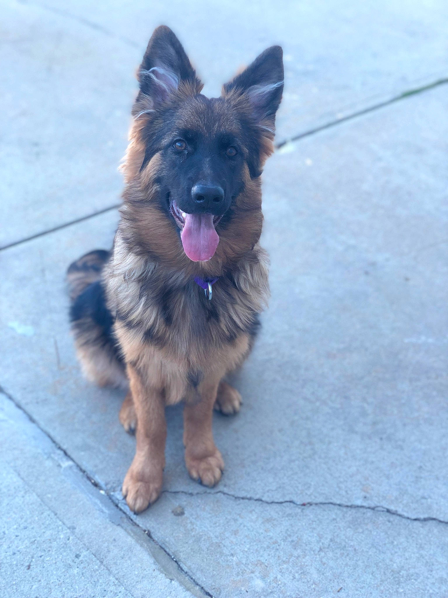 Nova joined the competition — help win amazing prizes! asphalt, canidae, carnivore, companion_dog, dog, dog_breed, dog_supply, east_european_shepherd, electric_blue, fur, german_shepherd_dog, herding_dog, old_german_shepherd_dog, road_surface, small_terrier, snout, sporting_group, tail, working_dog
