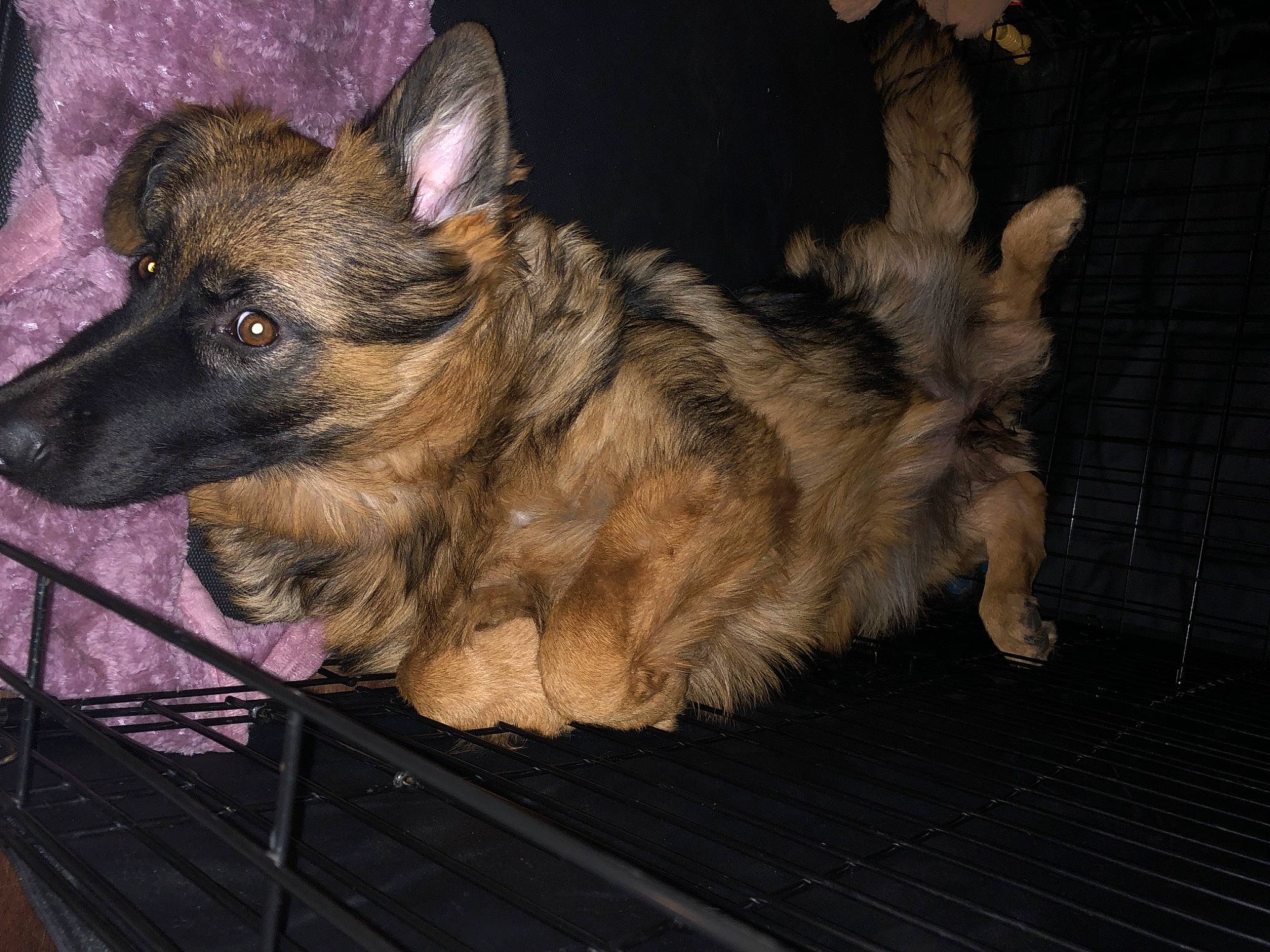 Nova is registered to the contest to win money with this photo: canidae, carnivore, companion_dog, dog, dog_breed, ear, fawn, fur, paw, snout, sporting_group, terrestrial_animal, whiskers, working_dog