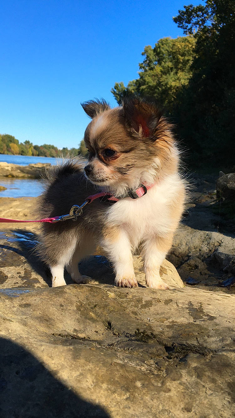 Shana a rejoint le concours — aidez-le/la à gagner de superbes lots ! canidae, carnivore, companion_dog, dog, dog_breed, fawn, fur, papillon, plant, road, sky, snout, sporting_group, tail, toy_dog, tree, water, whiskers, wildlife, working_animal