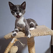 Sadia Sprang participe au concours pour gagner de l'argent avec cette photo : abyssinian, animal, barstool, cat, chair, furniture, kitten, manx, pet, plywood, siamese, wood