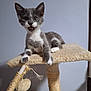 abyssinian, animal, barstool, cat, chair, furniture, kitten, manx, pet, plywood, siamese, wood