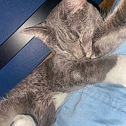 Shelby is registered to the contest to win money with this photo: cat, gray_tabby, sleeping, paw, close_up, indoor, pet, feline, cozy, blanket, blue, fur, whiskers, cute, relaxed, animal, domestic, resting, soft, bedroom