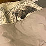 Shelby is registered to the contest to win money with this photo: cat, sleeping, blanket, paw, bed, cozy, indoor, fur, patterned_blanket, resting, domestic_cat, tabby, white_paw, comfort, home, feline, cute, relaxed, animal, pet