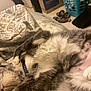 Shelby is registered to the contest to win money with this photo: cat, sleeping, bed, blanket, fur, paw, indoor, relaxed, feline, collar, pattern, comfort, cozy, animal, resting, pet, paw_pads, laundry_basket, cardboard_box, footwear