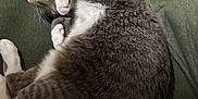 Shelby joined the competition — help win amazing prizes! cat, gray_cat, white_cat, sleeping, curled_up, pet, animal, indoor, feline, fur, whiskers, resting, cozy, domestic_cat, green_background, household_items, clutter, soft_texture, cute, relaxed