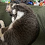 animal, cat, clutter, cozy, curled_up, cute, domestic_cat, feline, fur, gray_cat, green_background, household_items, indoor, pet, relaxed, resting, sleeping, soft_texture, whiskers, white_cat