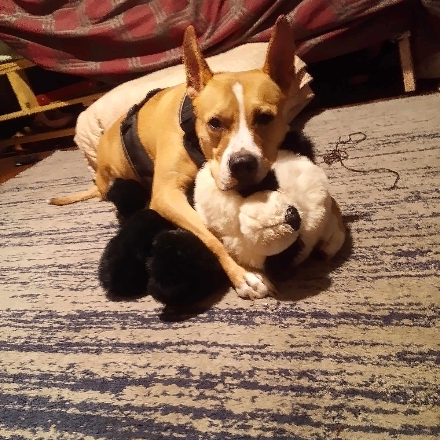 Kona joined the competition — help win amazing prizes! accessories, animal, ball, beagle, bulldog, canine, chihuahua, couch, cushion, dog, furniture, homedecor, hound, indoors, interiordesign, pet, puppy, sport, strap, wood
