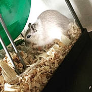 Rufus is registered to the contest to win money with this photo: cloud, degu, fawn, gerbil, hamster, mouse, muridae, muroidea, rat, rodent, sky, whiskers