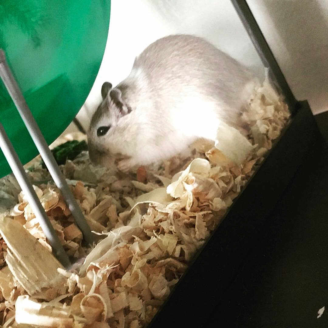 Rufus