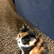Menchi joined the competition — help win amazing prizes! aegean_cat, carnivore, cat, domestic_short_haired_cat, european_shorthair, felidae, fur, kitten, paw, polydactyl_cat, small_to_medium_sized_cats, whiskers