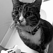 Kitty joined the competition — help win amazing prizes! asian, black_and_white, carnivore, cat, domestic_short_haired_cat, european_shorthair, felidae, kitten, photo_caption, photography, small_to_medium_sized_cats, snout, tabby_cat, whiskers