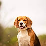 Rocky a rejoint le concours — aidez-le/la à gagner de superbes lots ! dog, beagle, animal, pet, outdoor, nature, portrait, canine, friendly, smiling, fur, ears, tongue, mammal, grass, background_blur, closeup, sitting, cute, happy