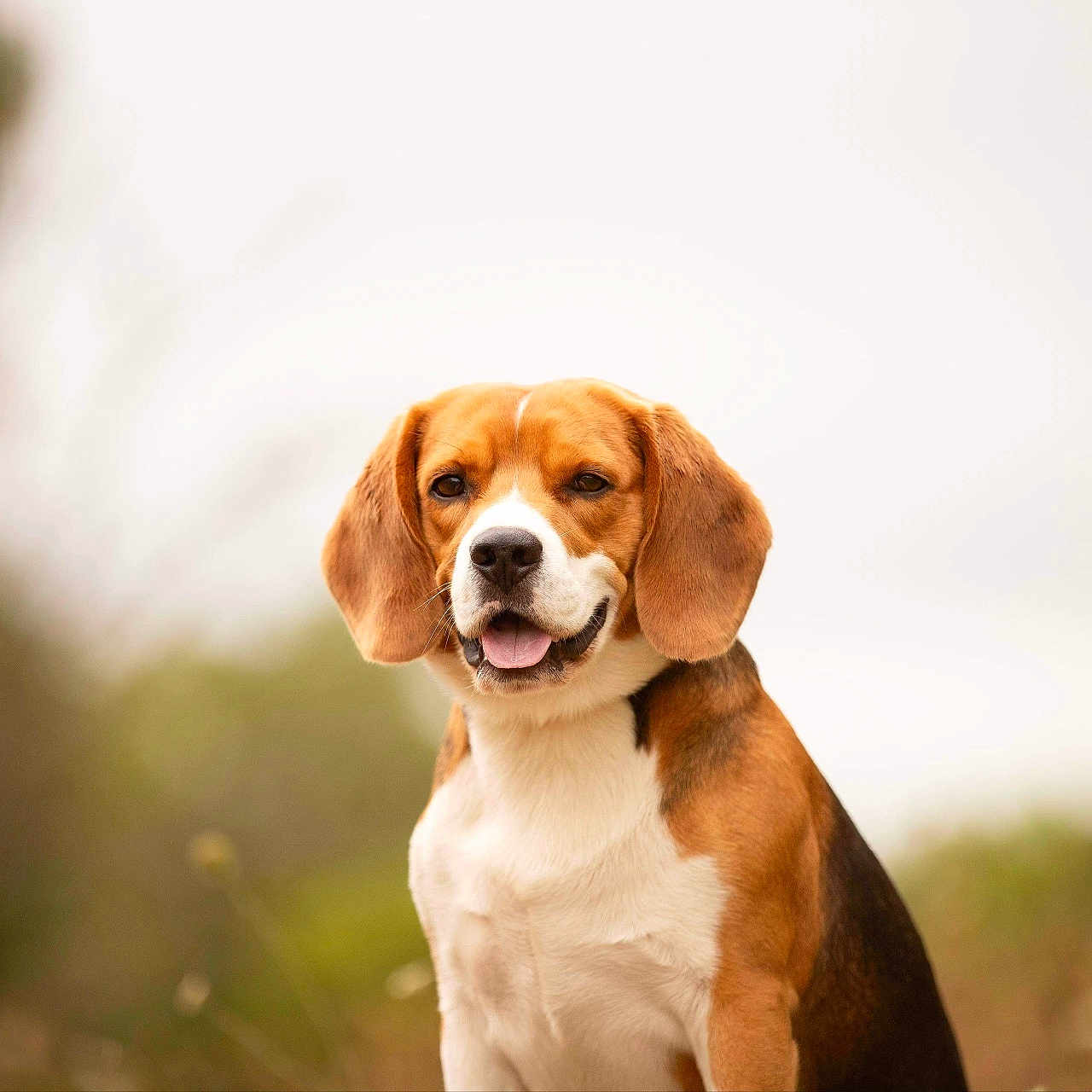 Rocky a rejoint le concours — aidez-le/la à gagner de superbes lots ! animal, background_blur, beagle, canine, closeup, cute, dog, ears, friendly, fur, grass, happy, mammal, nature, outdoor, pet, portrait, sitting, smiling, tongue