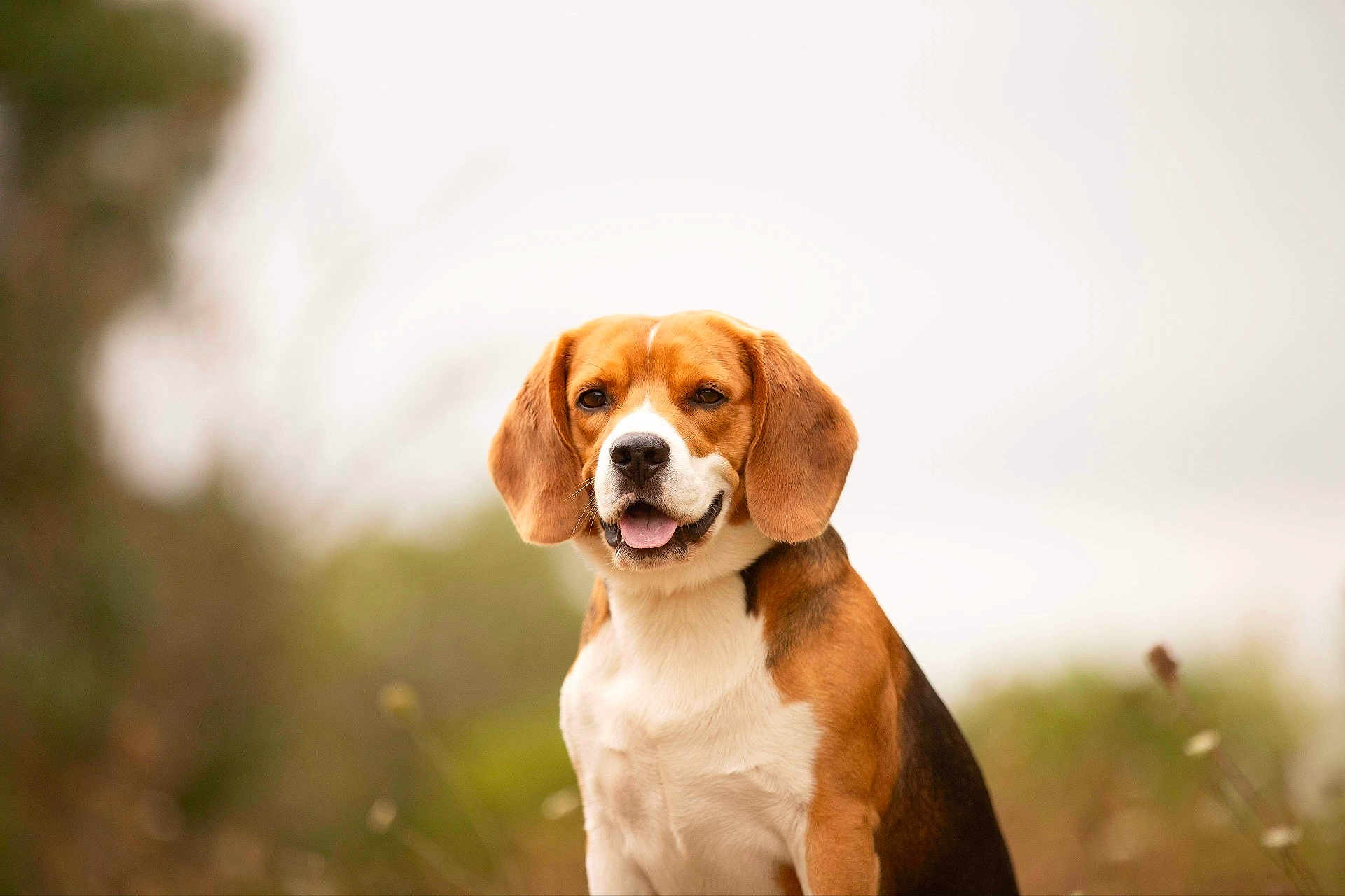 Rocky a rejoint le concours — aidez-le/la à gagner de superbes lots ! dog, beagle, animal, pet, outdoor, nature, portrait, canine, friendly, smiling, fur, ears, tongue, mammal, grass, background_blur, closeup, sitting, cute, happy