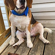 Rocky participe au concours pour gagner de l'argent avec cette photo : beagle, dog, pet, collar, wooden_deck, chew_toy, outdoor, animal, sitting, brown, white, ears, snout, paw, fur, nose, tail, looking, alert, cute
