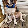 beagle, dog, pet, collar, wooden_deck, chew_toy, outdoor, animal, sitting, brown, white, ears, snout, paw, fur, nose, tail, looking, alert, cute